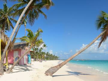 a palm tree on a beach