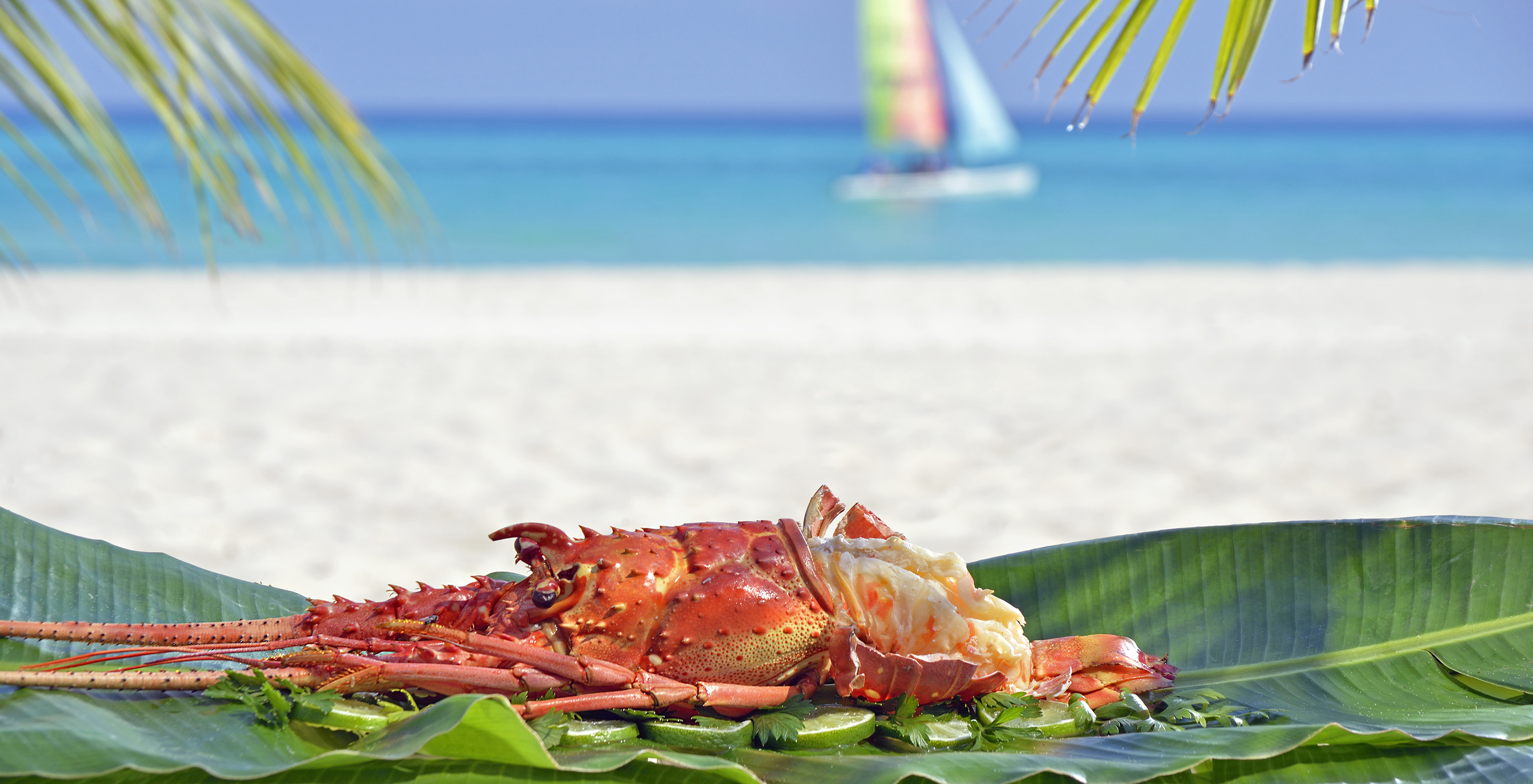 a lobster on a leaf on a beach