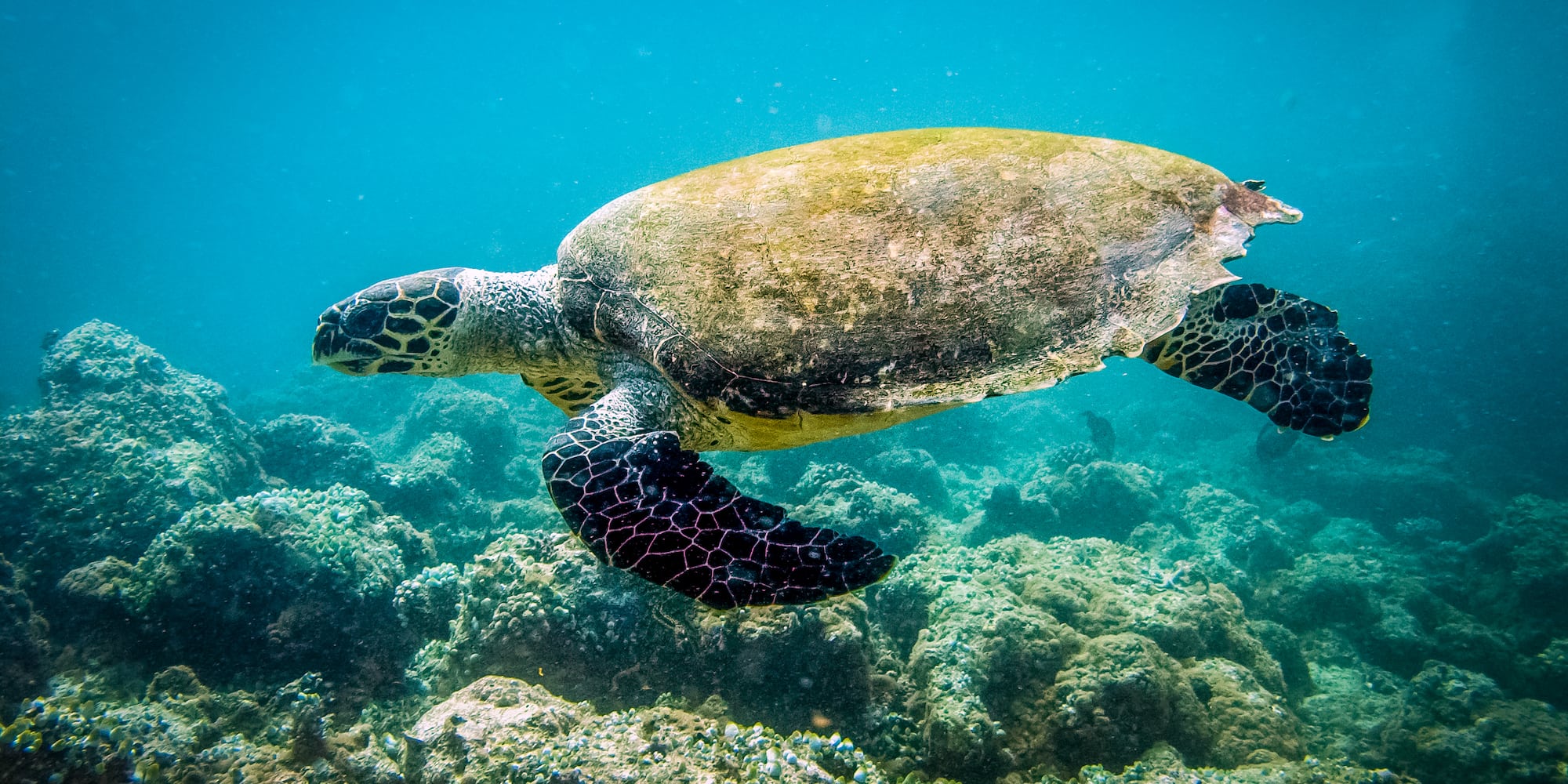 a turtle swimming under water