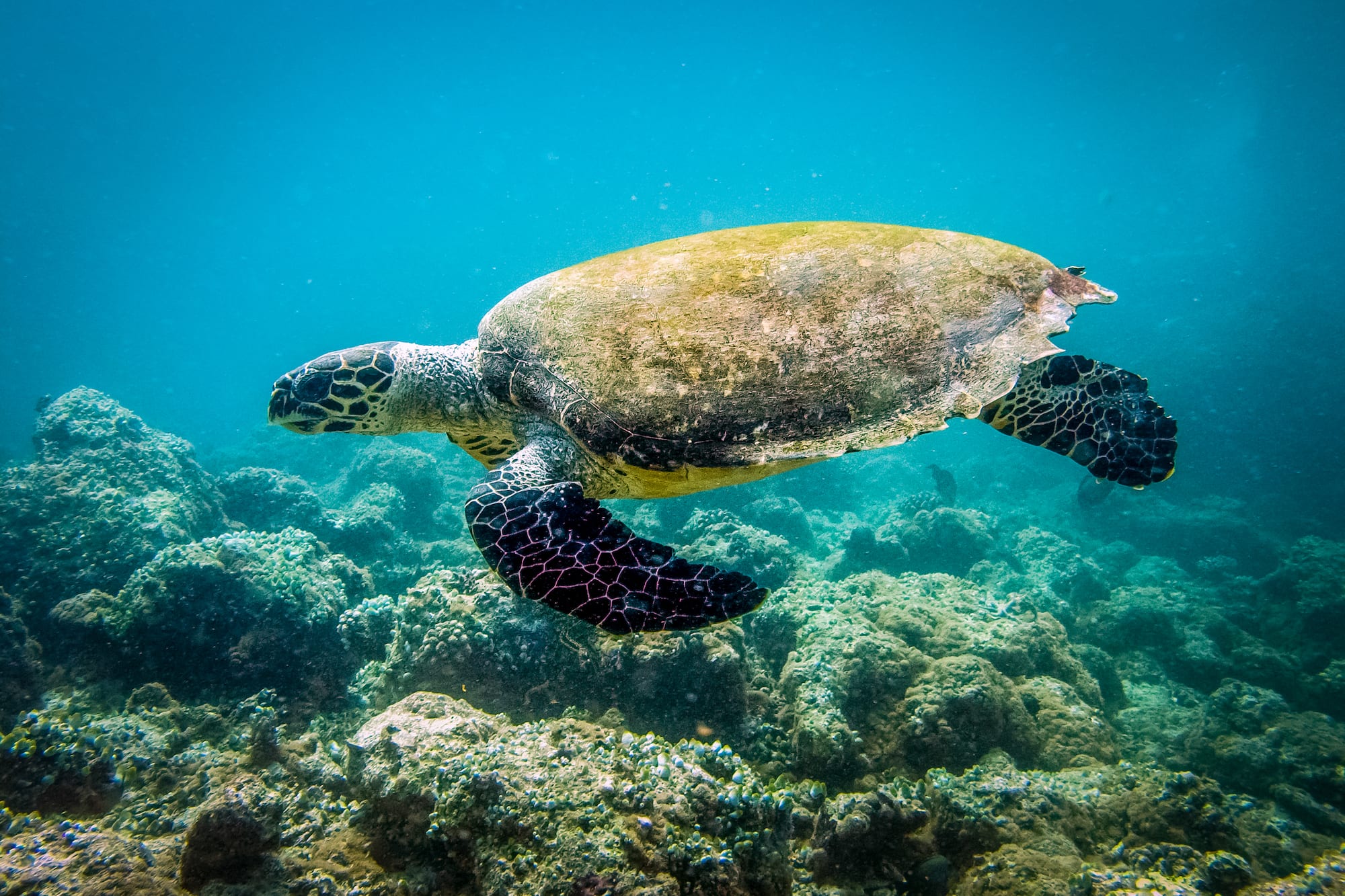 a turtle swimming under water