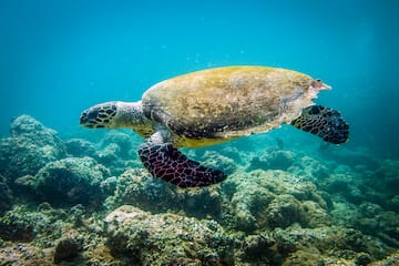 a turtle swimming under water