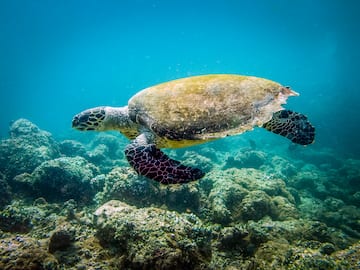 a turtle swimming under water