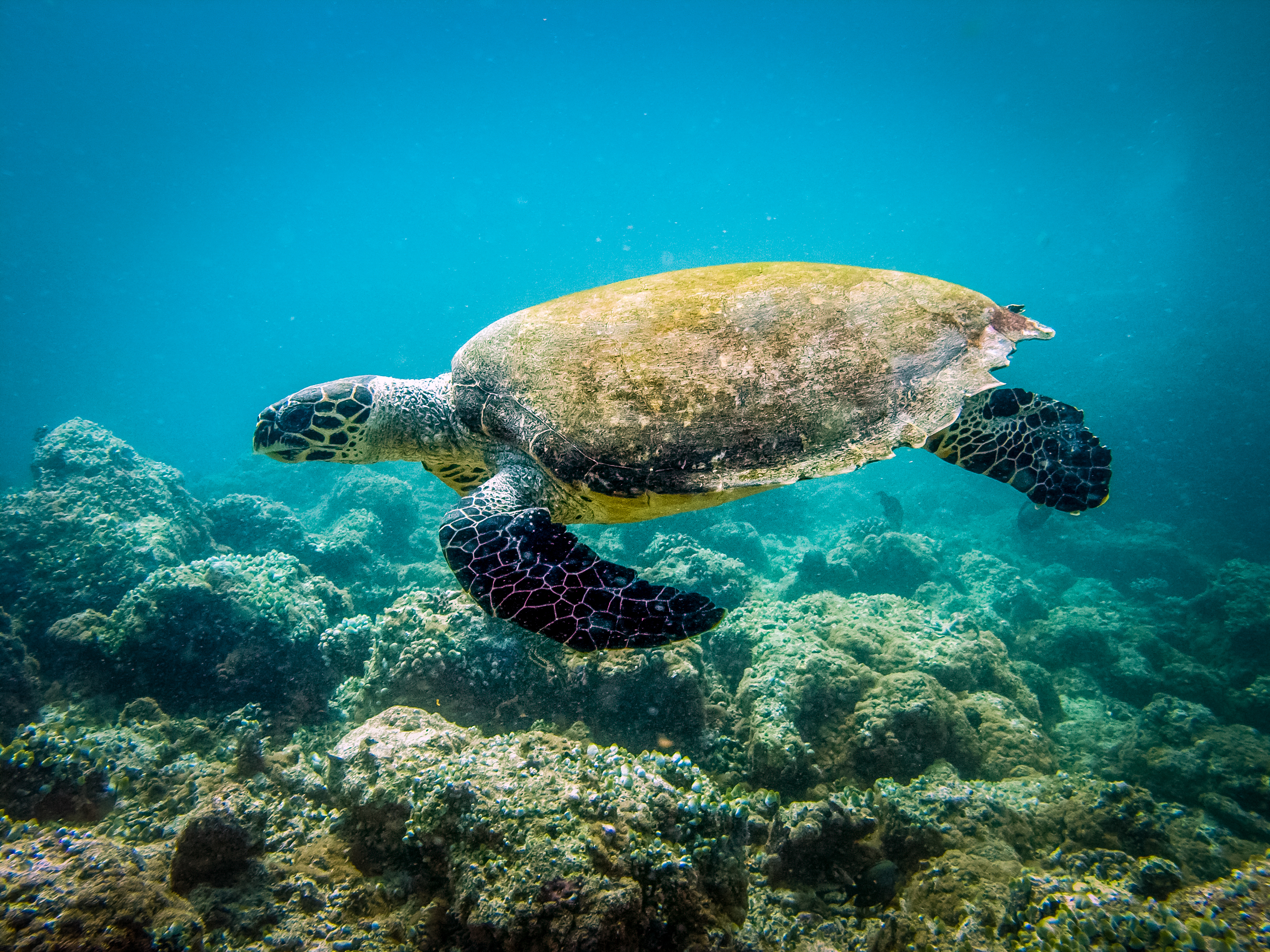 a turtle swimming under water