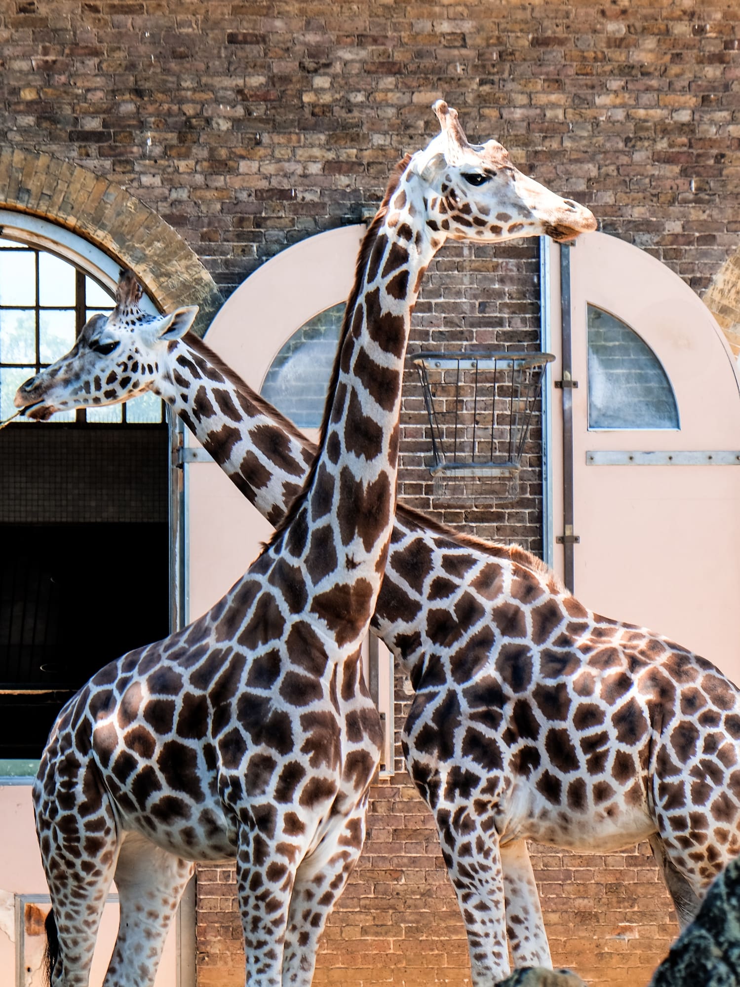 a group of giraffes standing next to each other