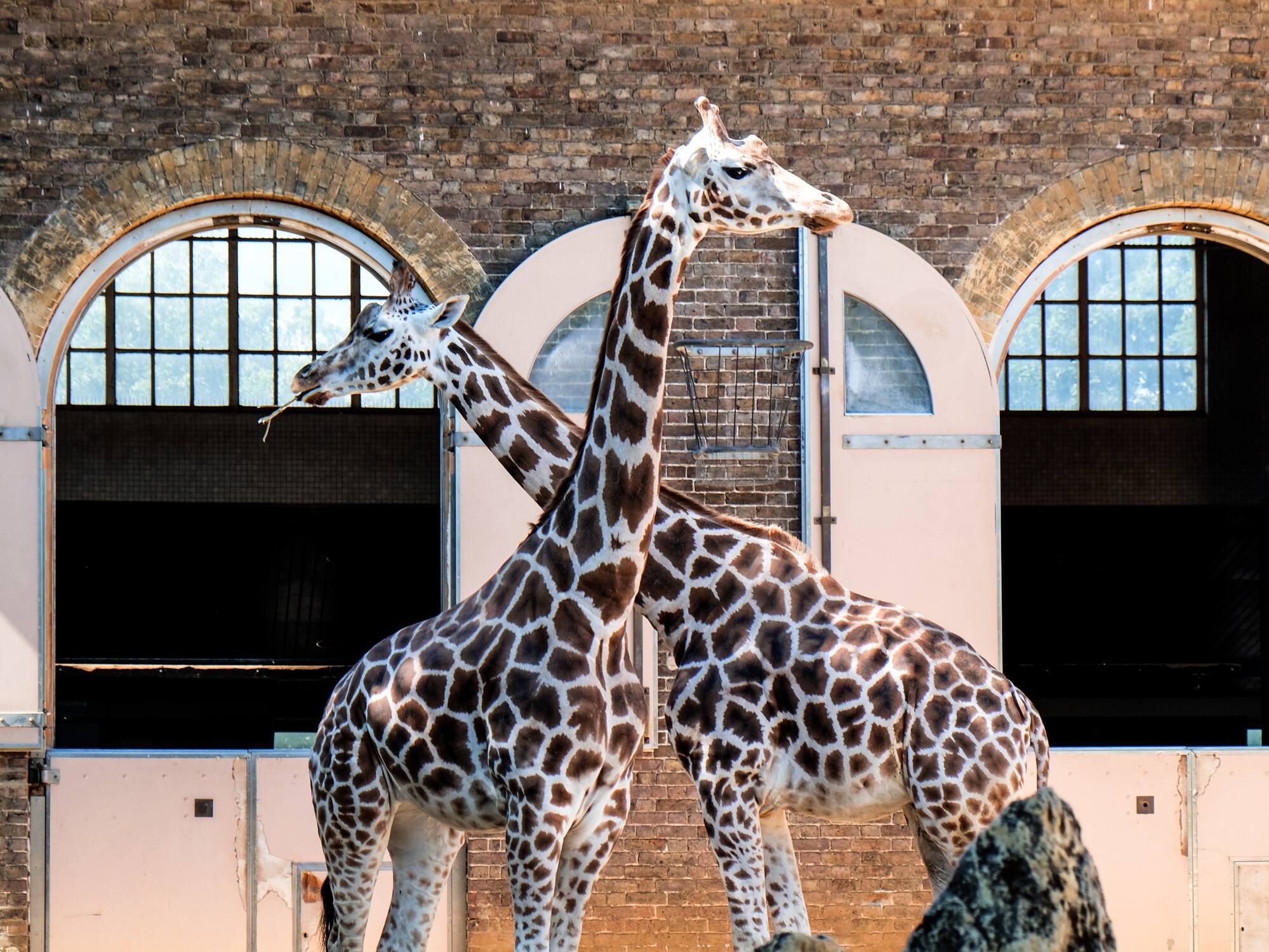 a group of giraffes standing next to each other