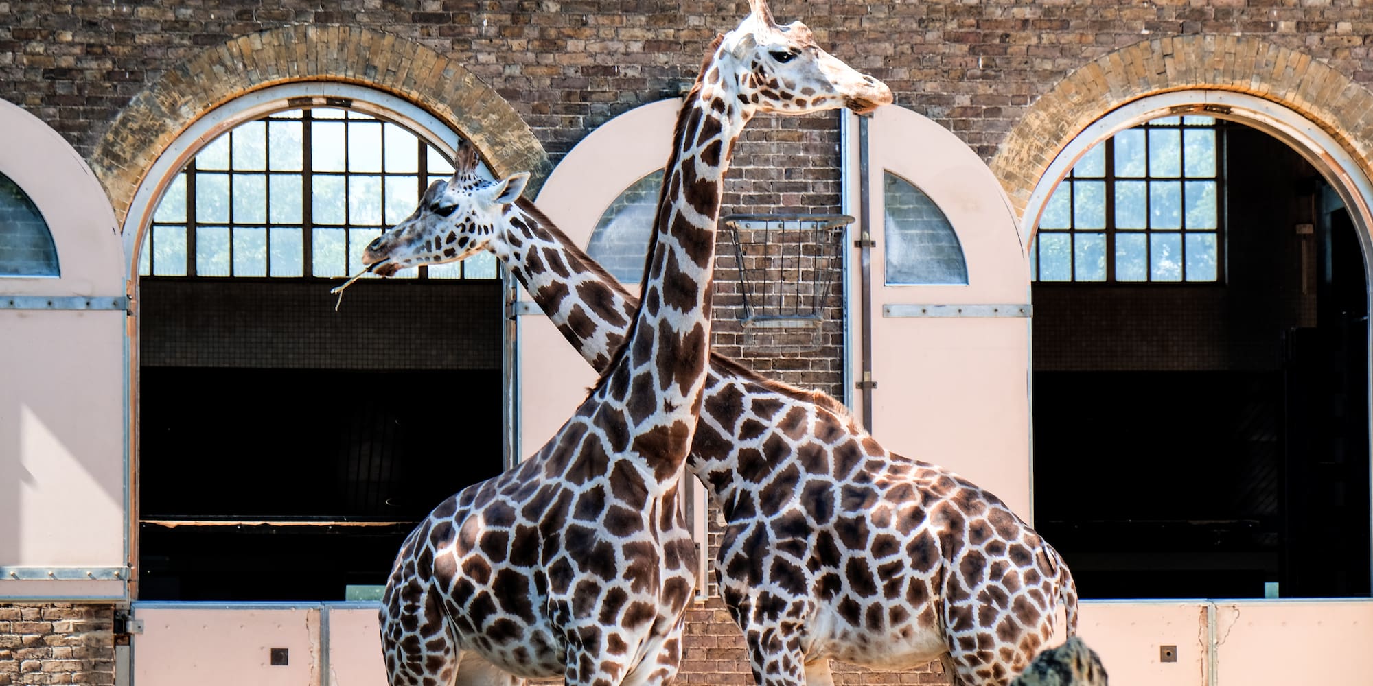 a group of giraffes standing next to each other