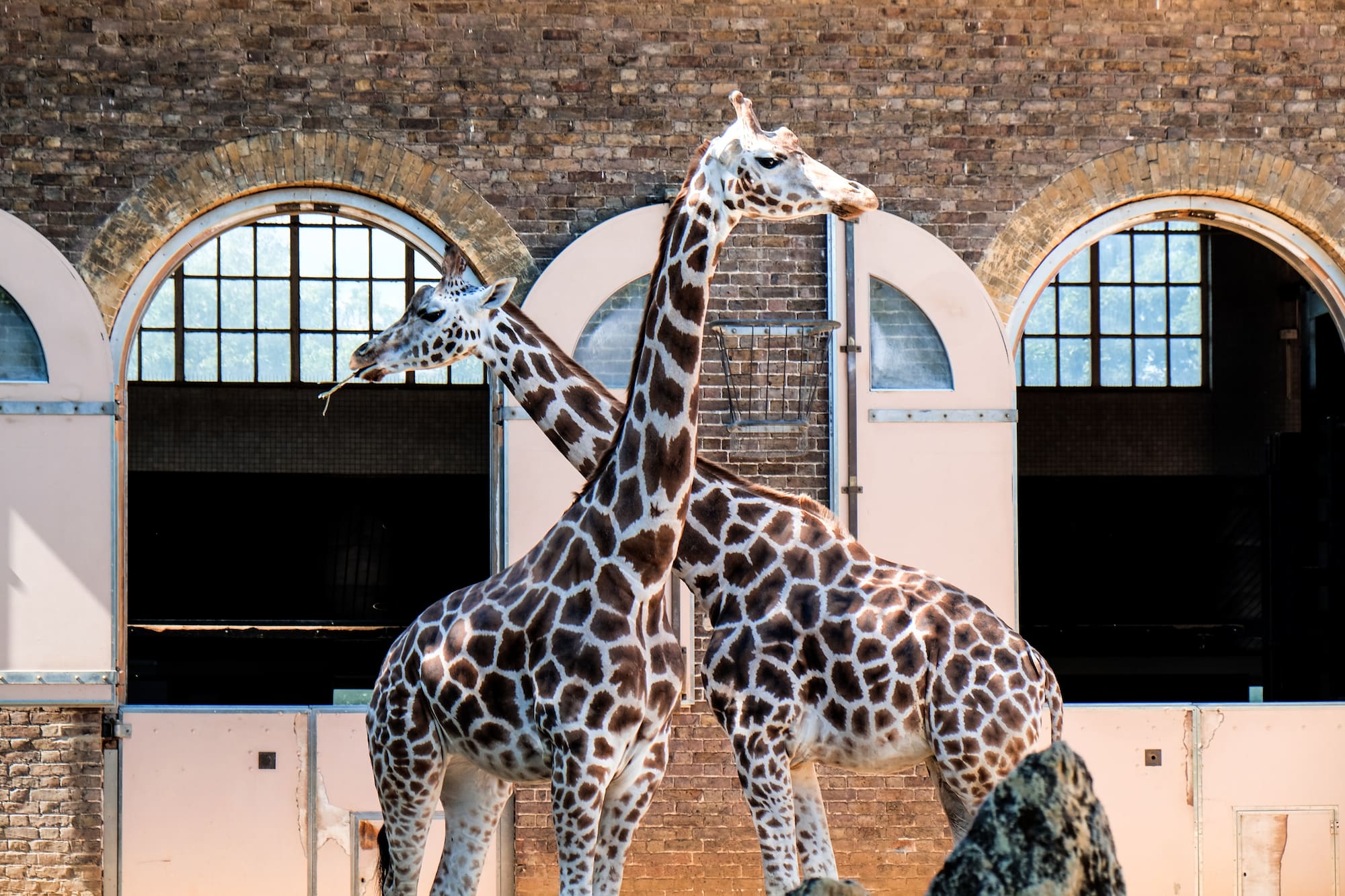 a group of giraffes standing next to each other