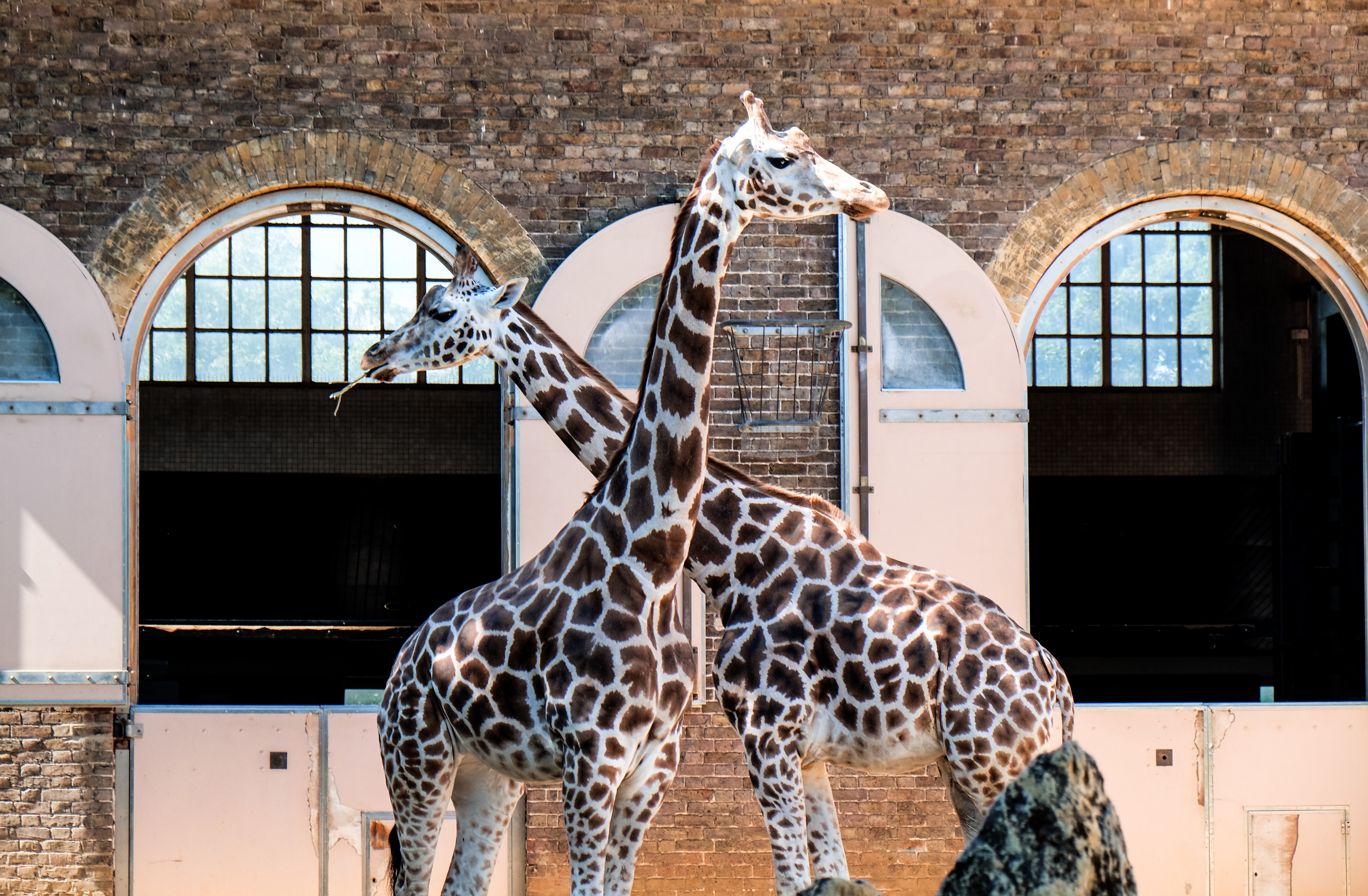 a group of giraffes standing next to each other