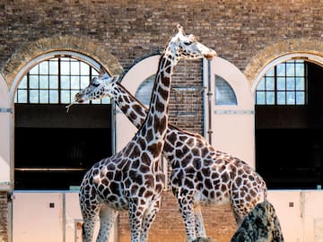 a group of giraffes standing next to each other