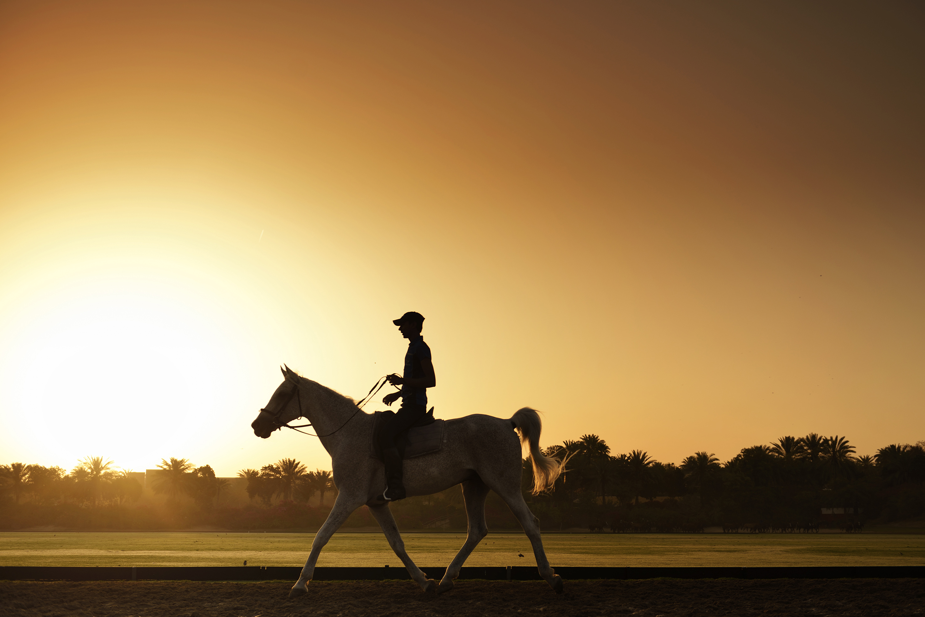 Silhouetted equestrian on light horse, golden sunset, palm trees.