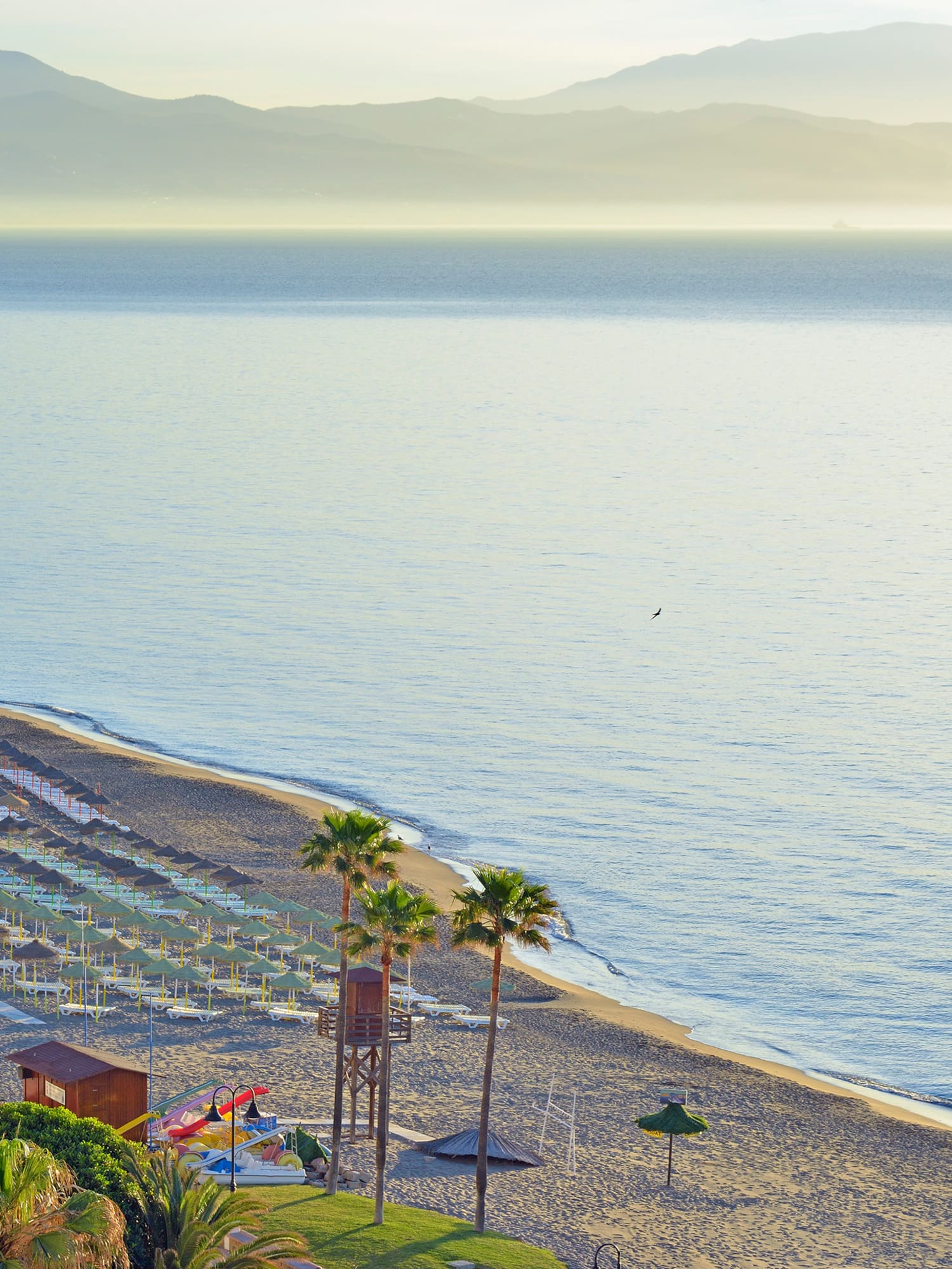 a beach with palm trees and a body of water
