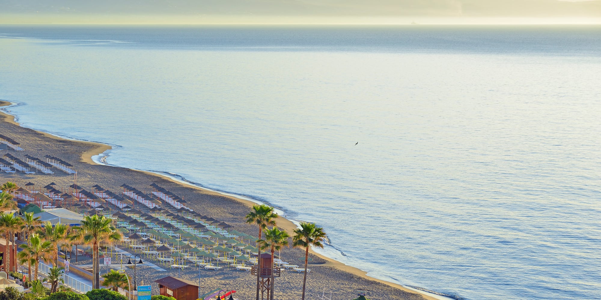 a beach with palm trees and a body of water