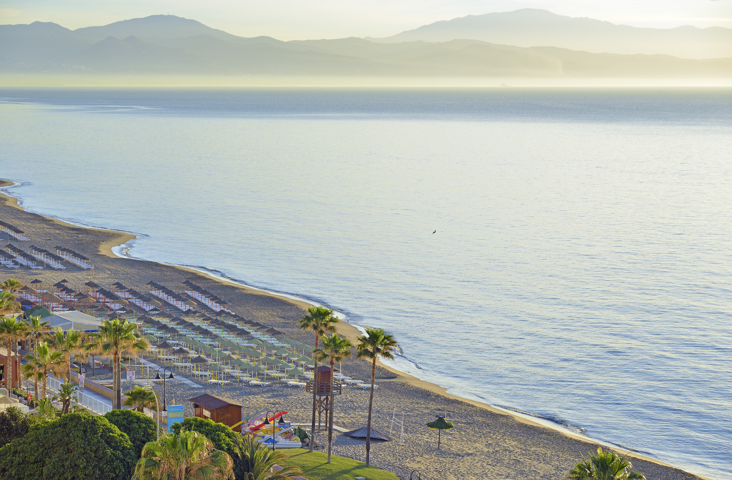 a beach with palm trees and a body of water