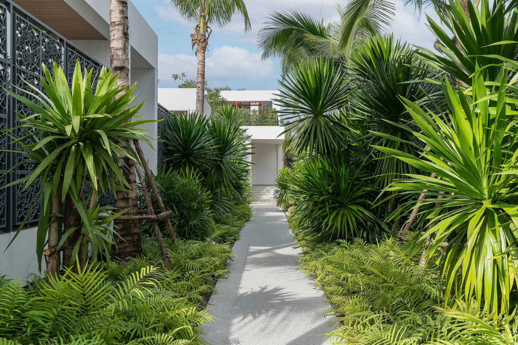 Pathway through tropical garden with palms and ferns to modern white building.