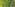 Lush green rice terraces and tropical trees, aerial landscape.