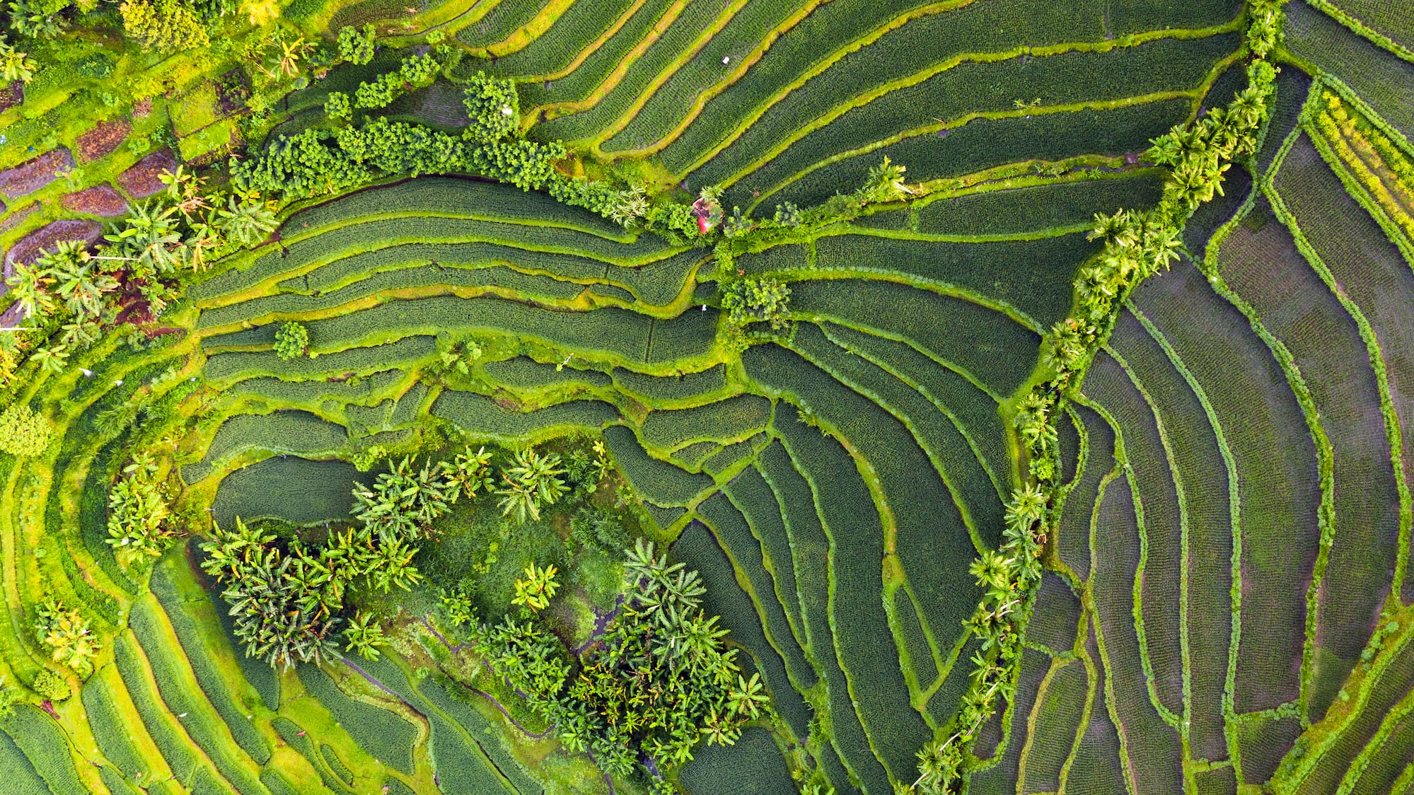 aerial view of a green field