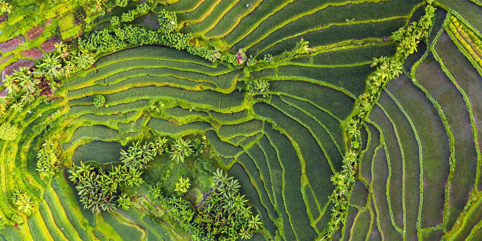 Lush green rice terraces and tropical trees, aerial landscape.