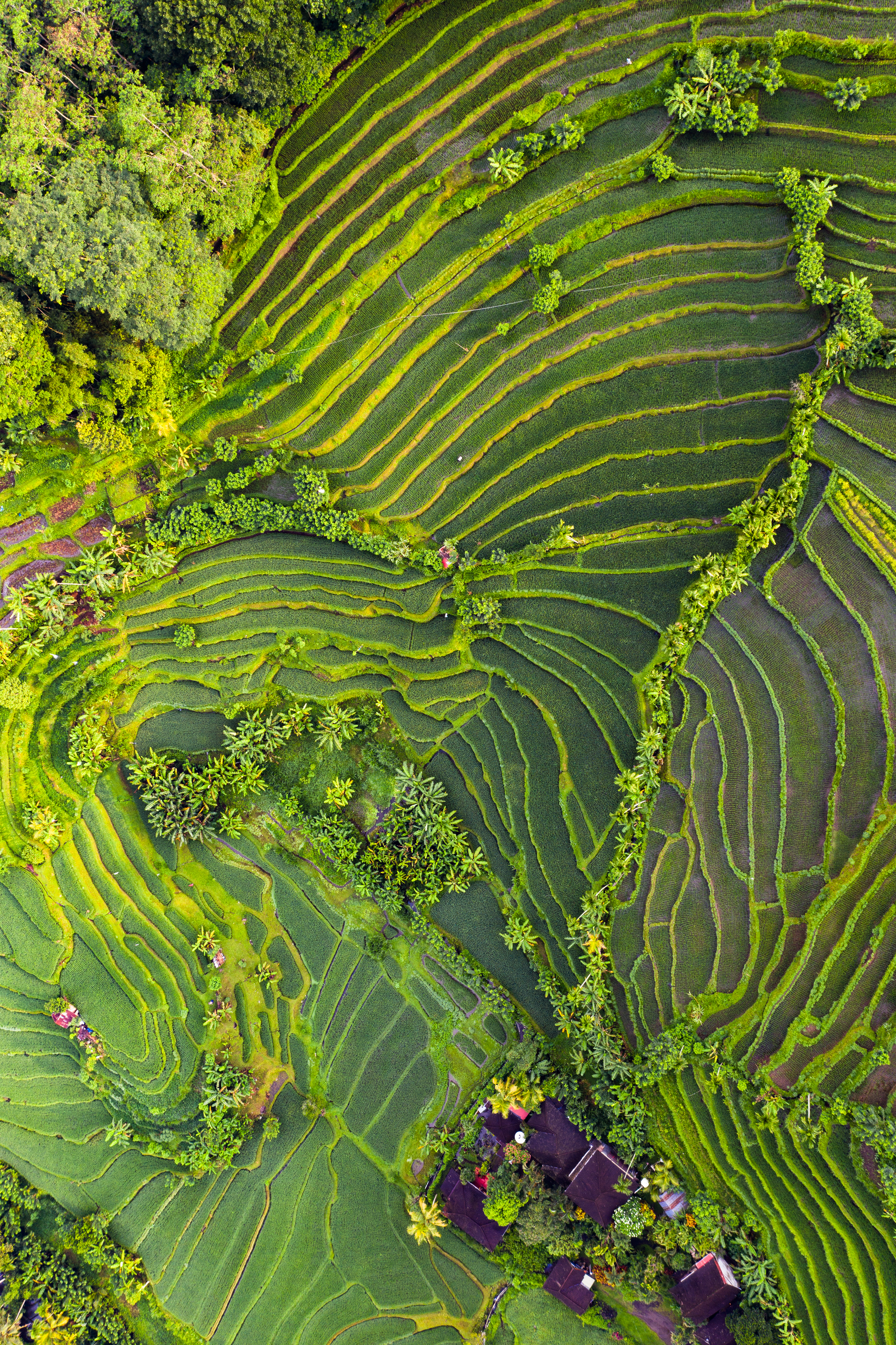 Lush green rice terraces and tropical trees, aerial landscape.