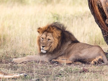 a lion lying down in the grass