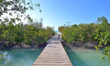 a wooden walkway over water with trees around it