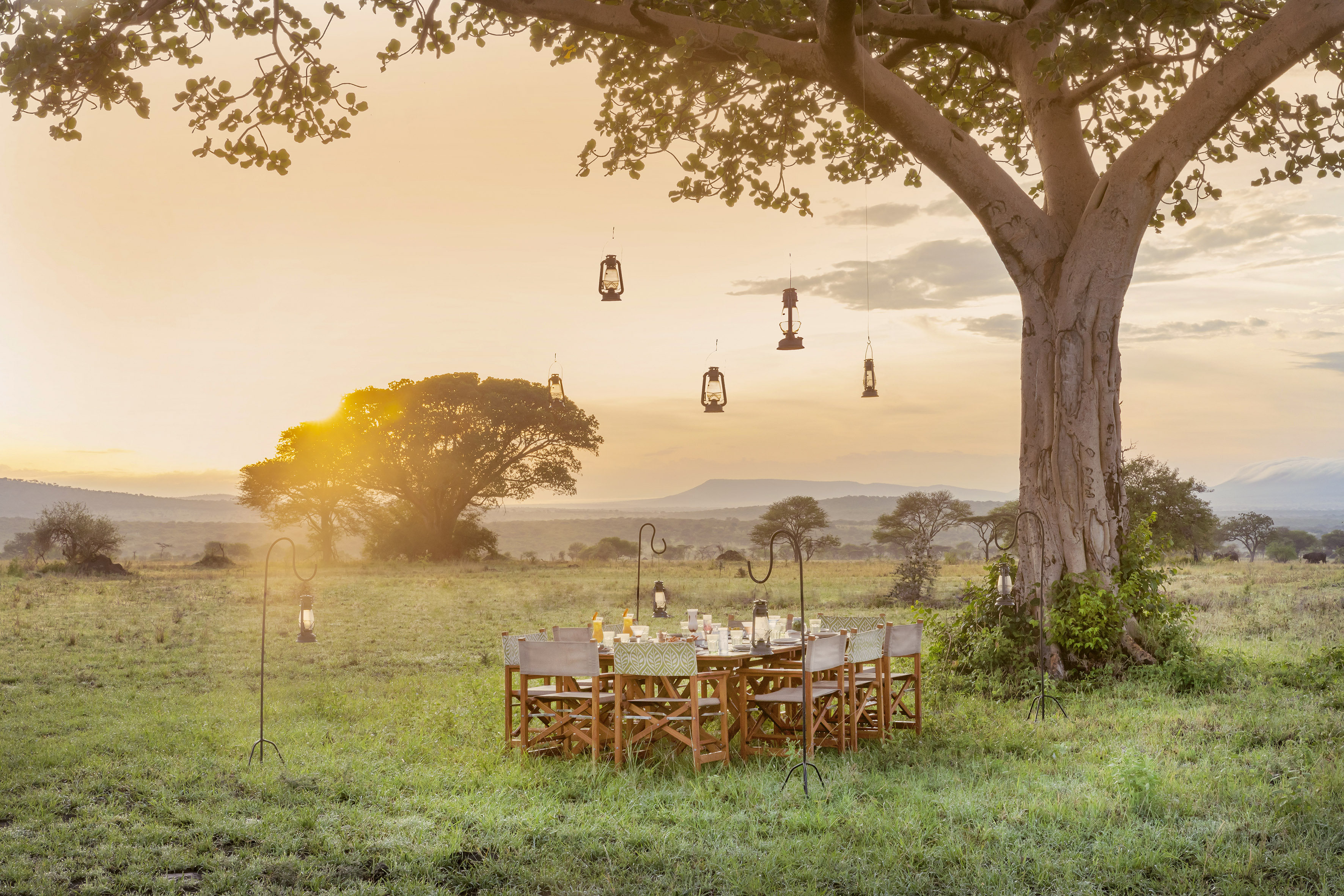 Safari bush dinner table with hanging lanterns at sunset in savanna.