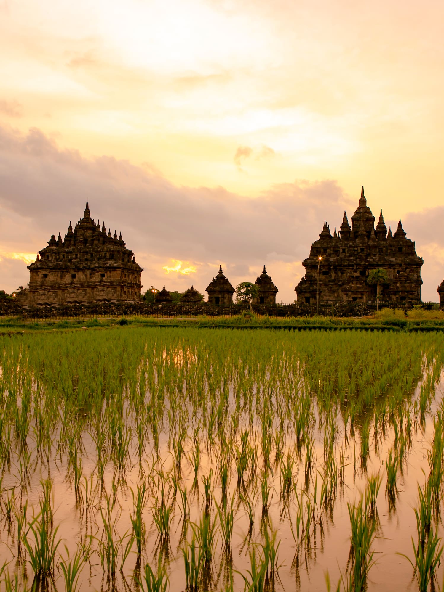 a rice field with buildings and a cloudy sky