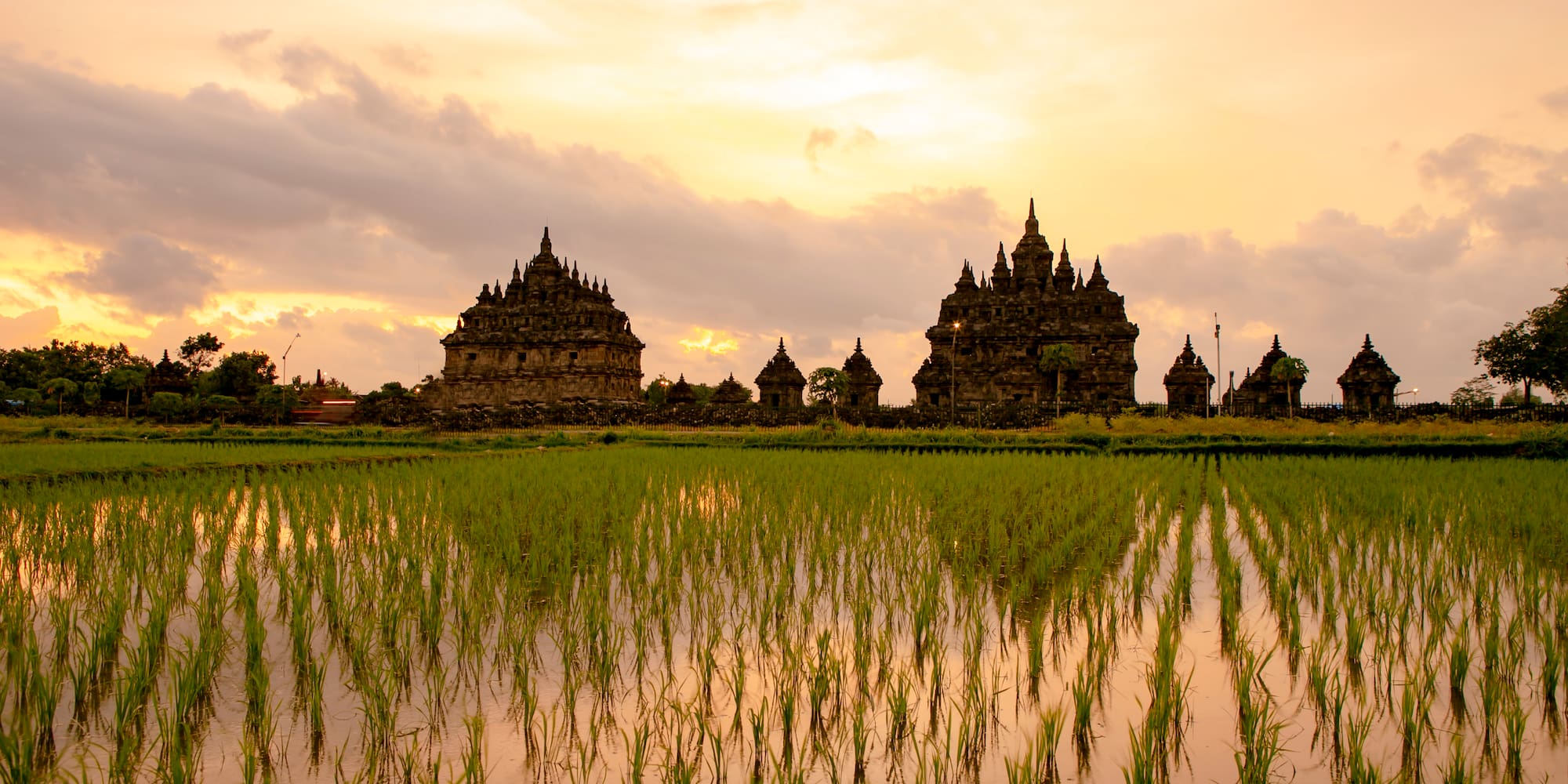 a rice field with buildings and a cloudy sky