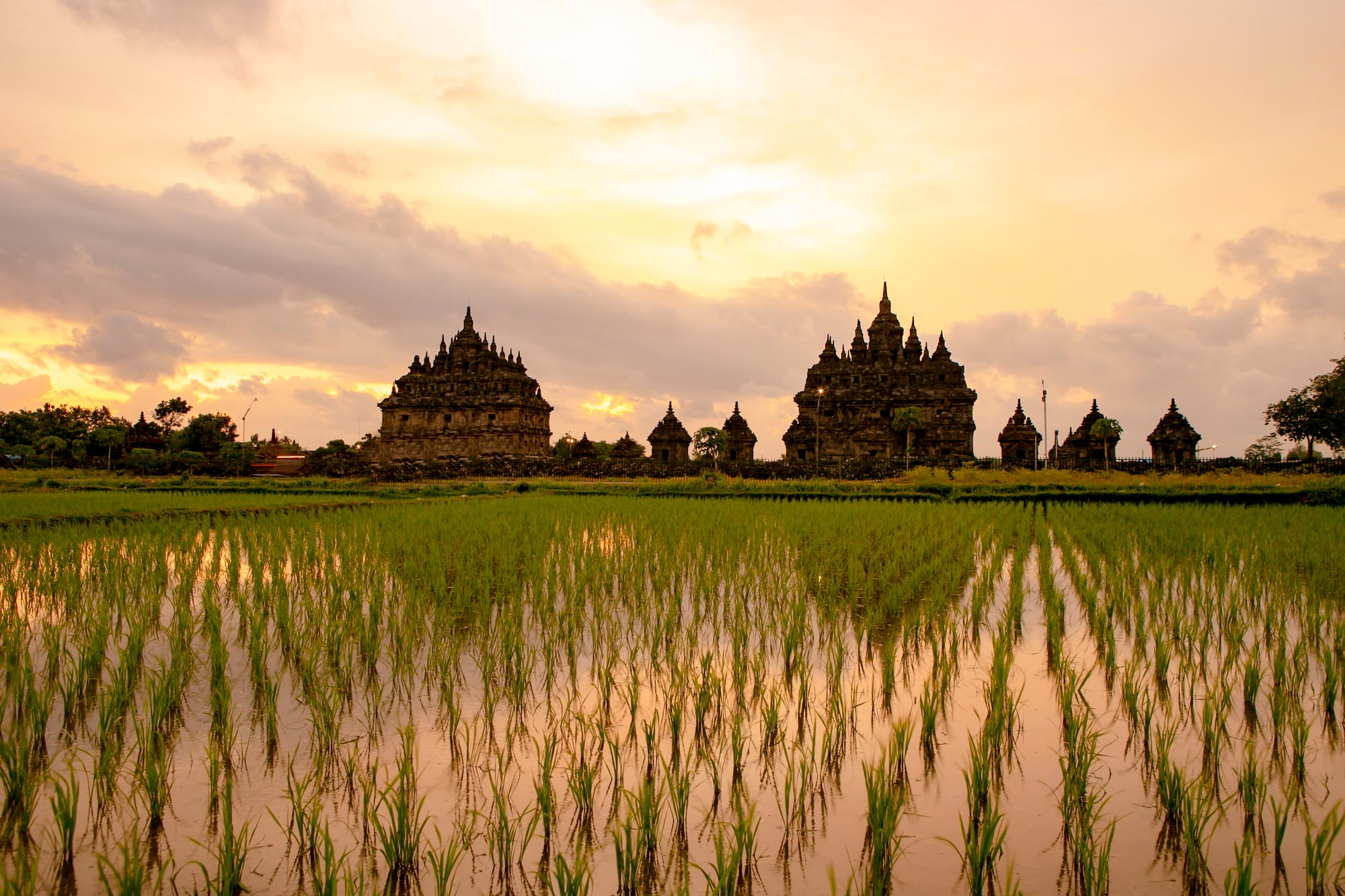 a rice field with buildings and a cloudy sky