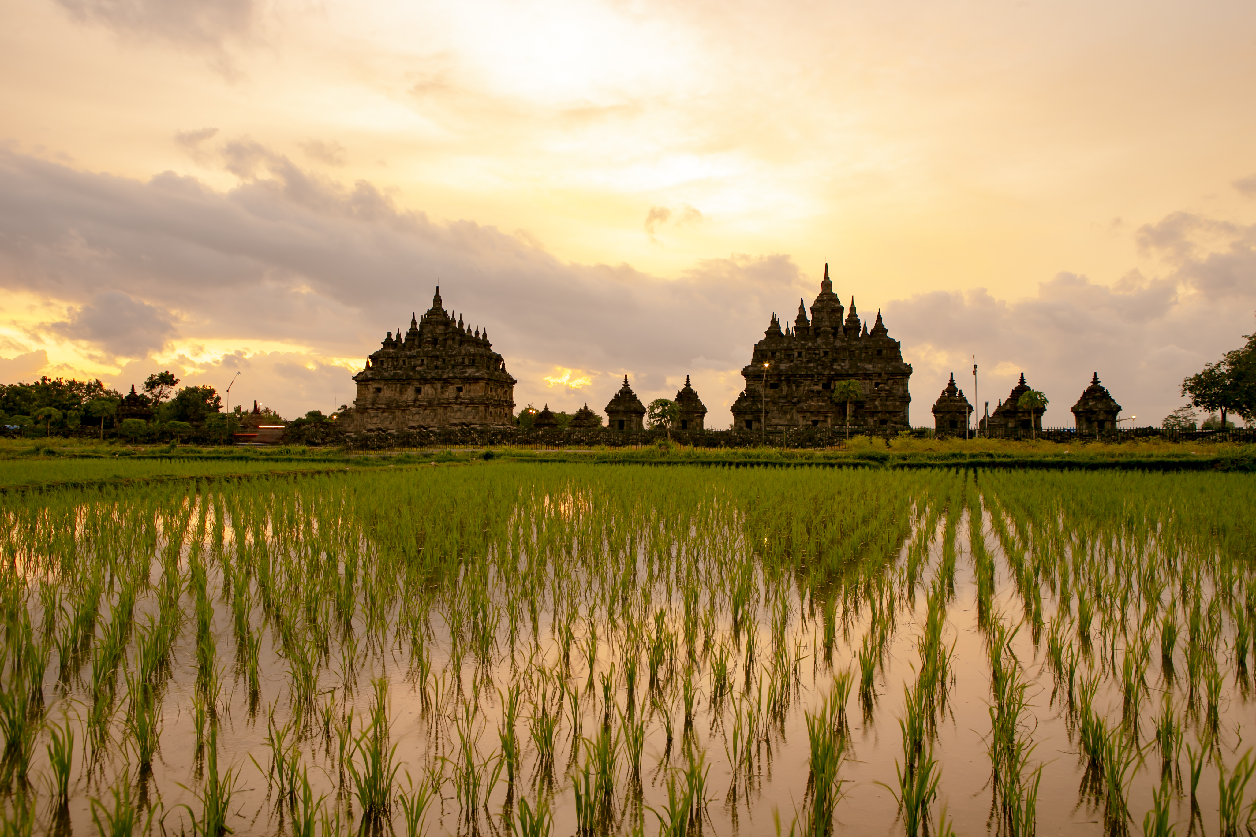 a rice field with buildings and a cloudy sky