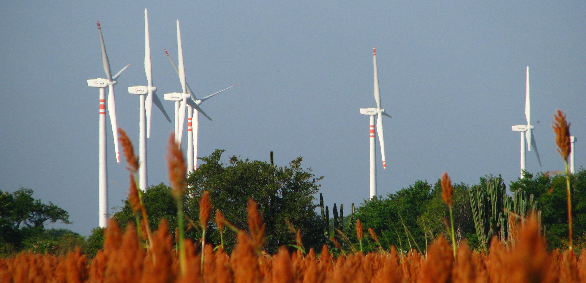 a group of windmills in a field