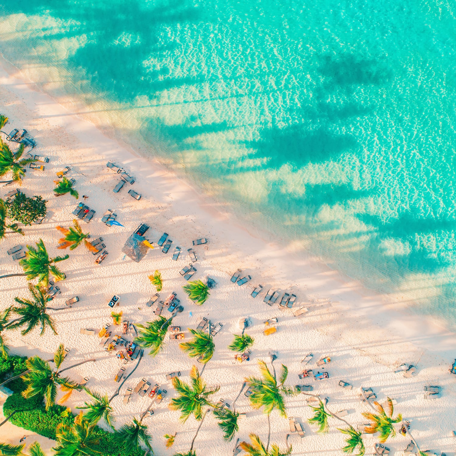 a beach with palm trees and blue water