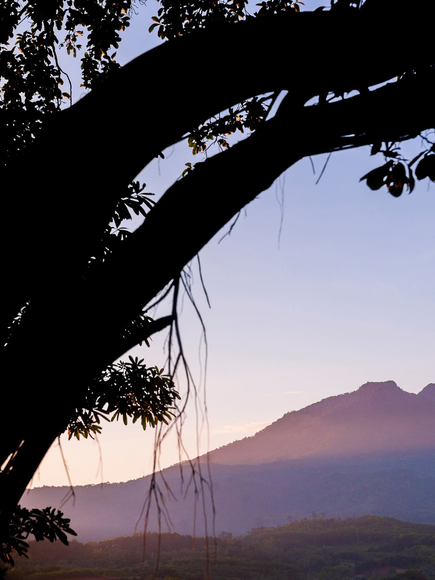 a tree with a mountain in the background