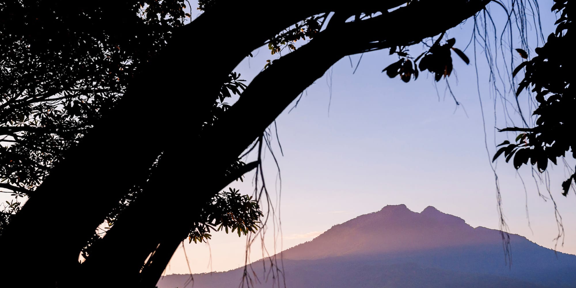 a tree with a mountain in the background