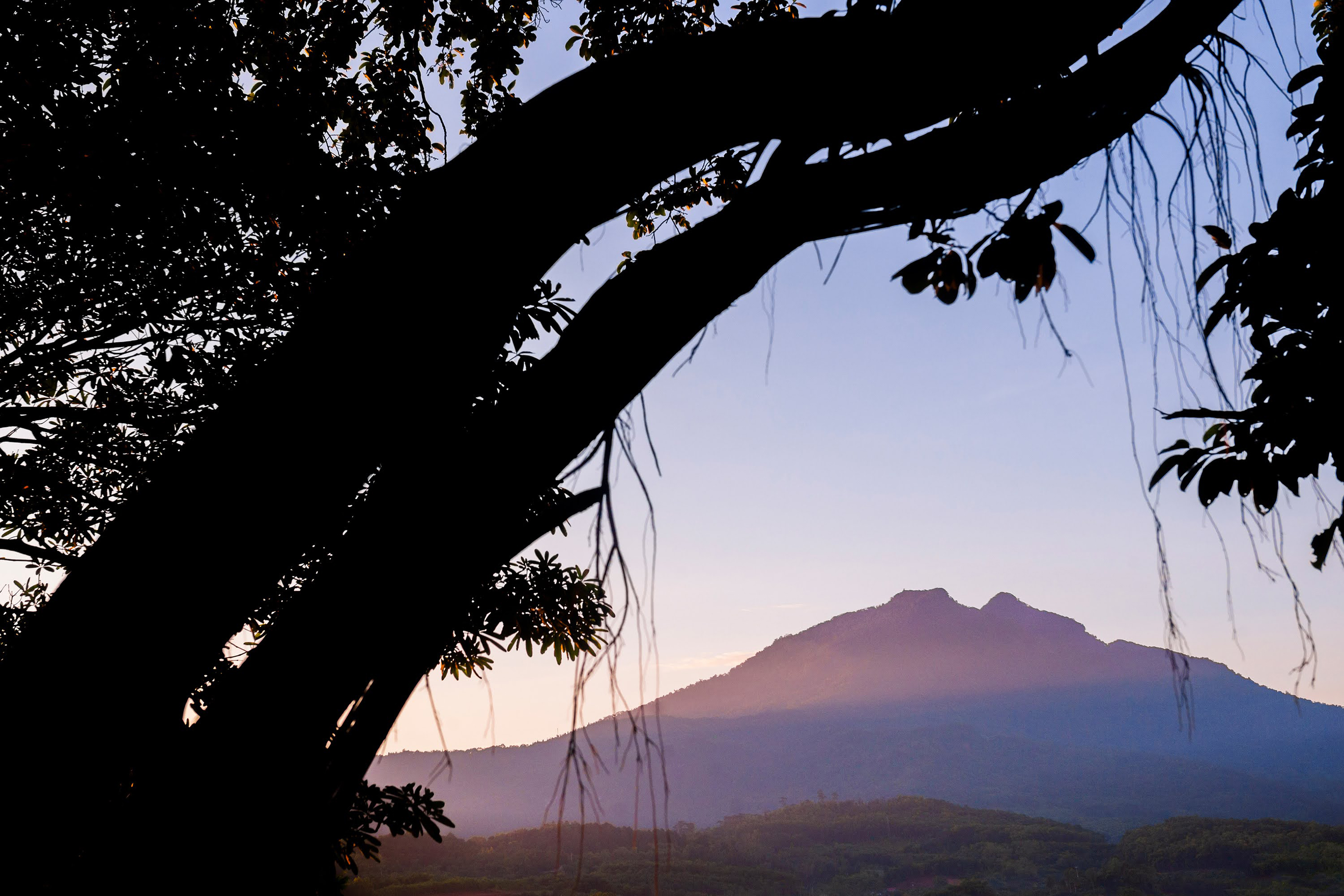 a tree with a mountain in the background