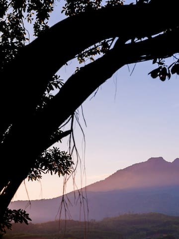 a tree with a mountain in the background