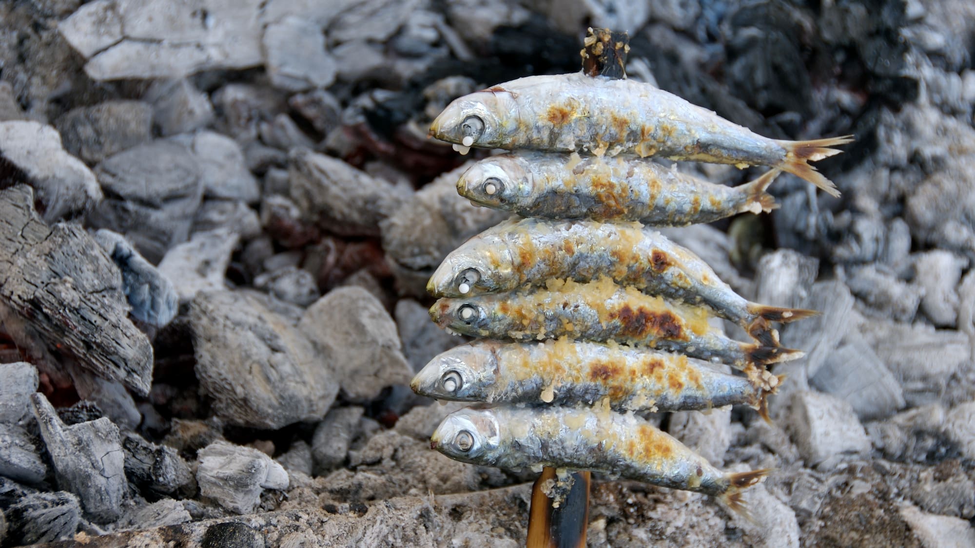 a group of fish on a stick