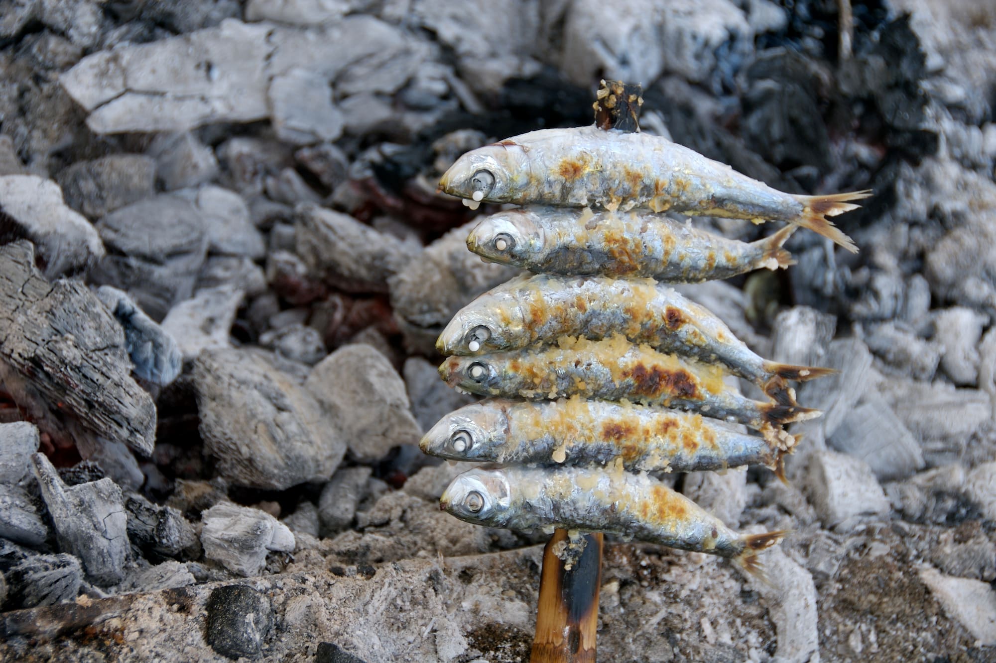 a group of fish on a stick