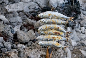 a group of fish on a stick
