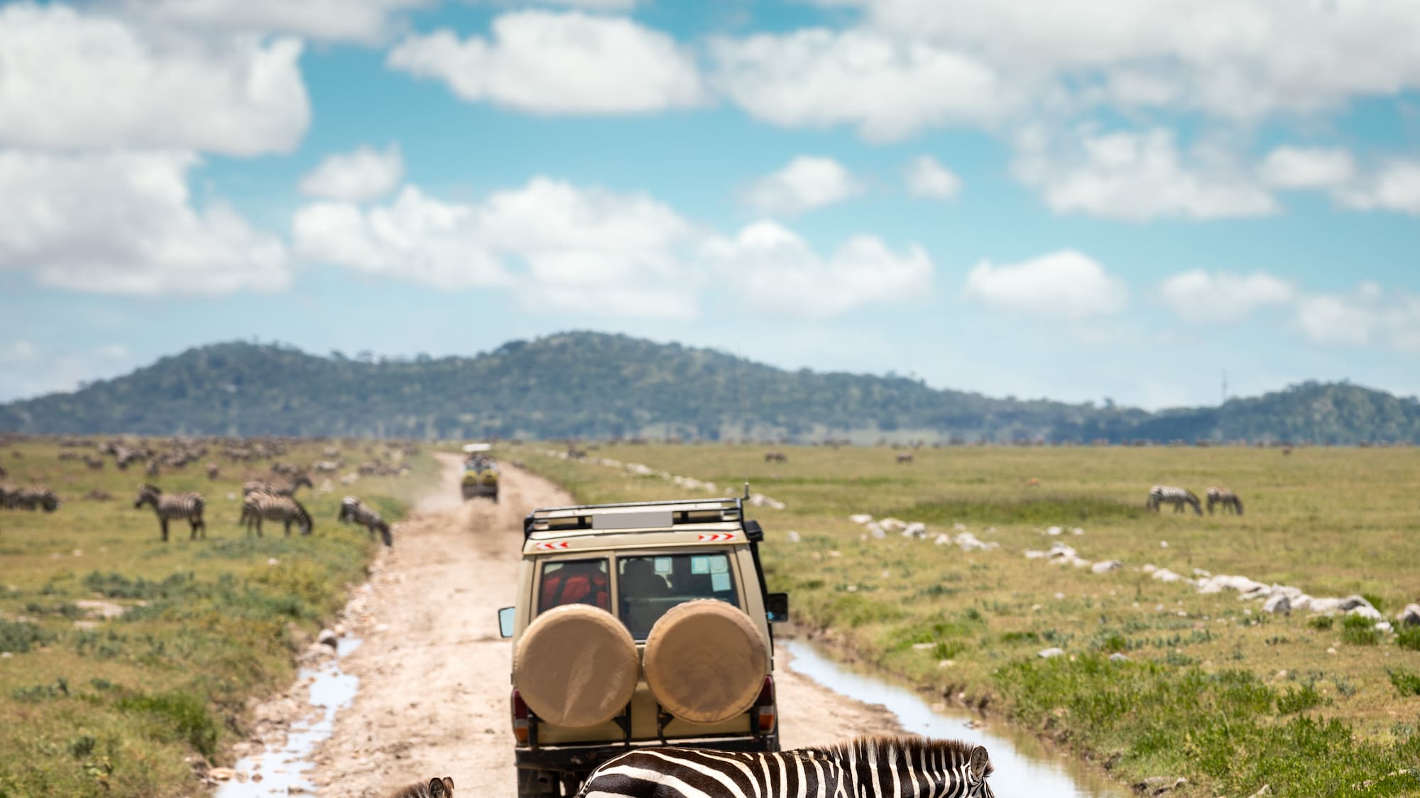 a group of zebras crossing a dirt road