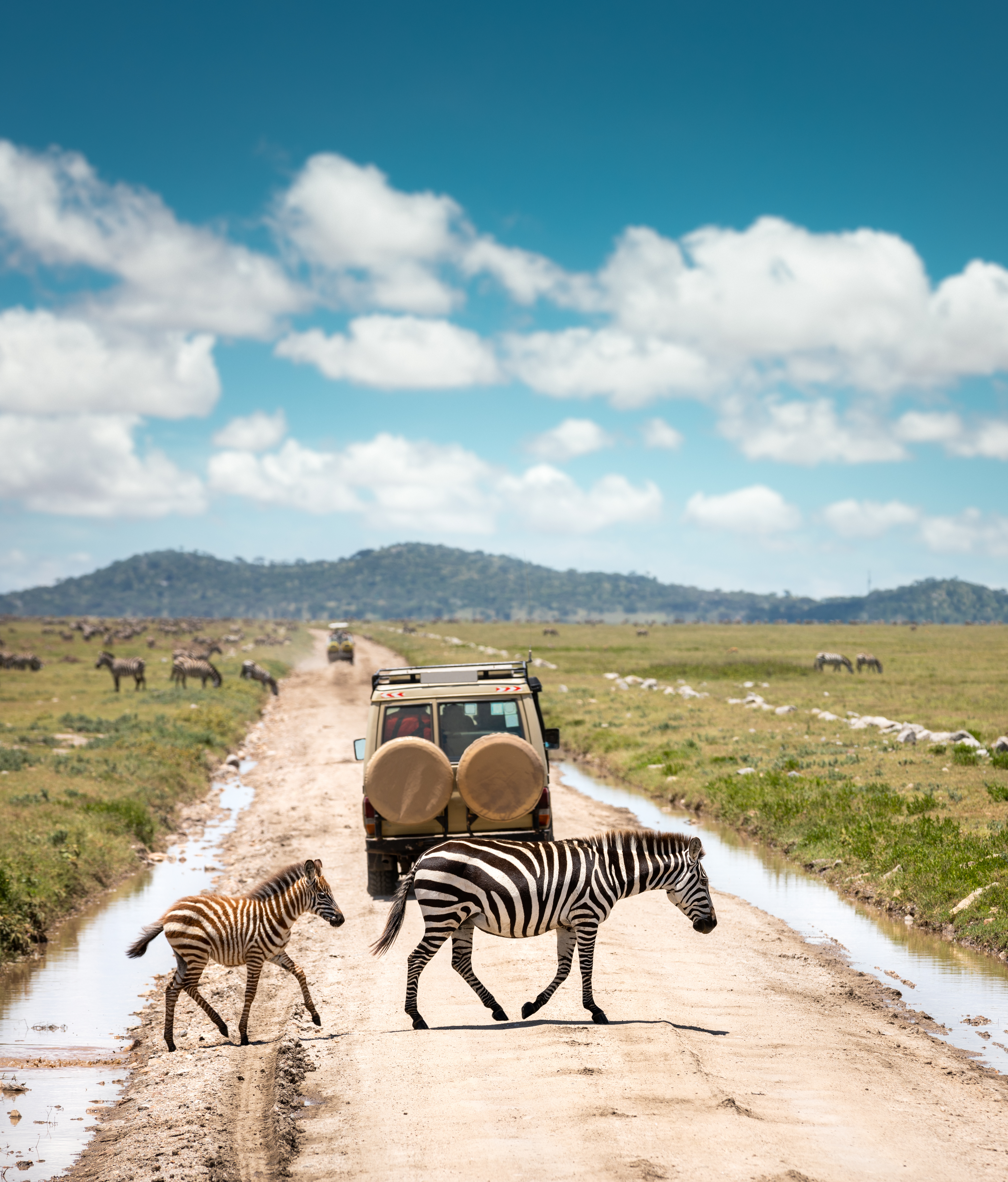 a group of zebras crossing a dirt road
