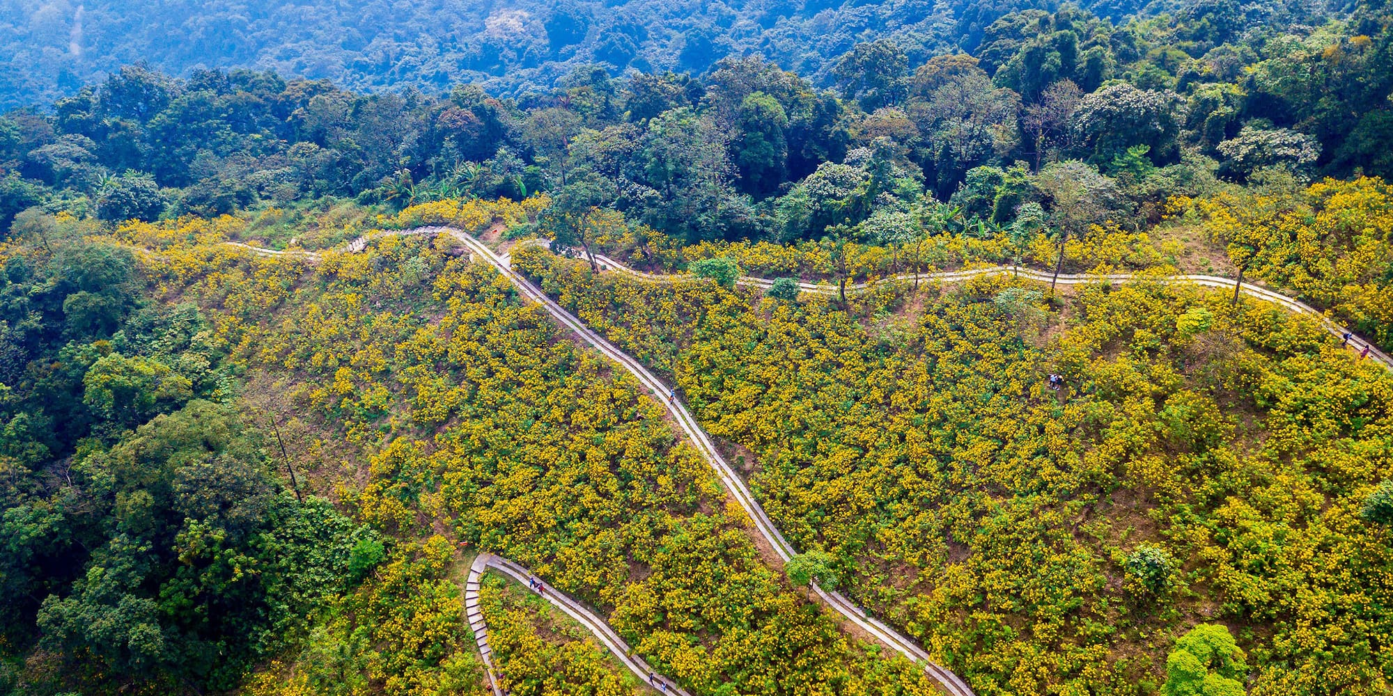 a path in a field of yellow flowers