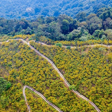 a path in a field of yellow flowers