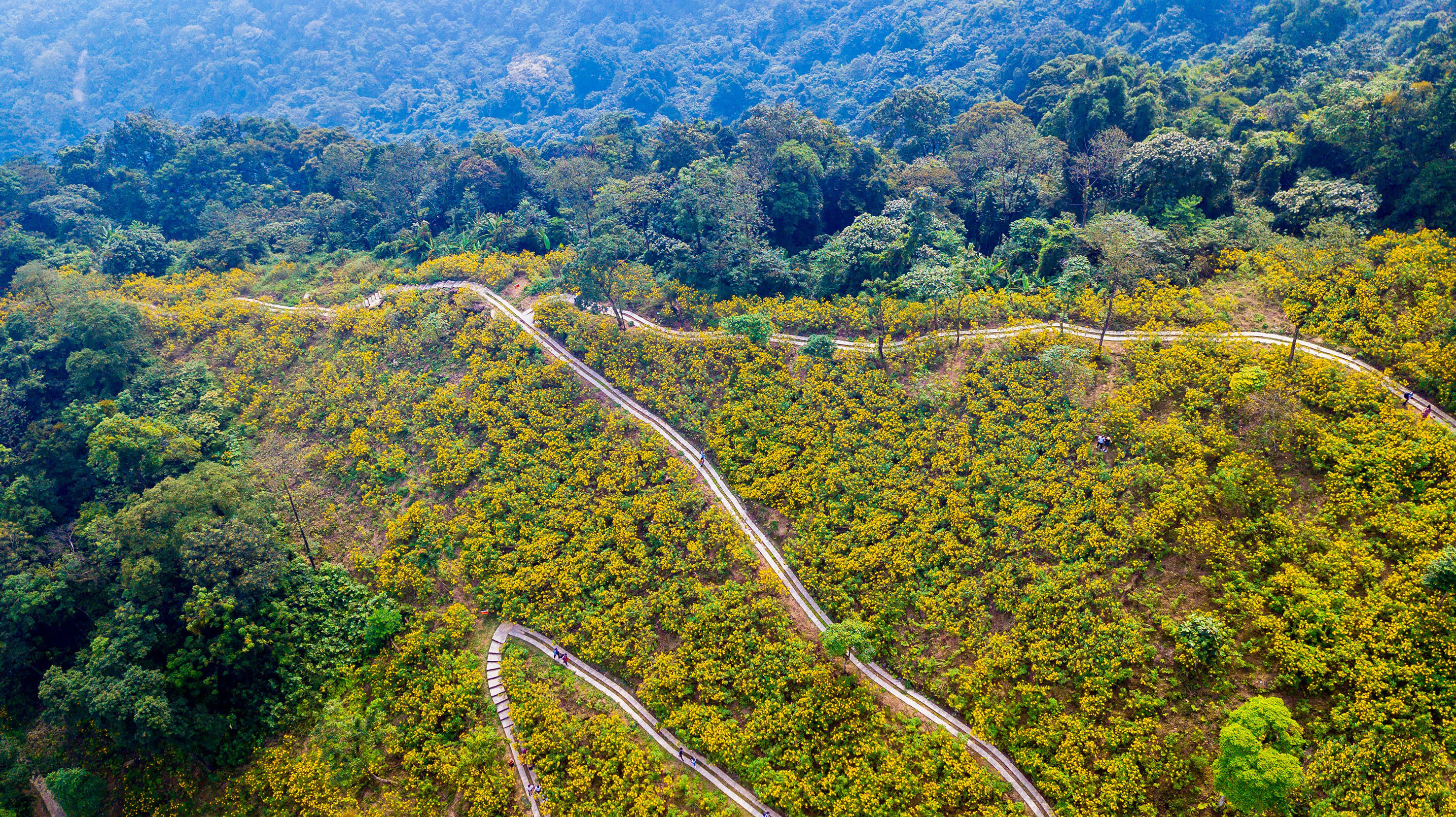 a path in a field of yellow flowers