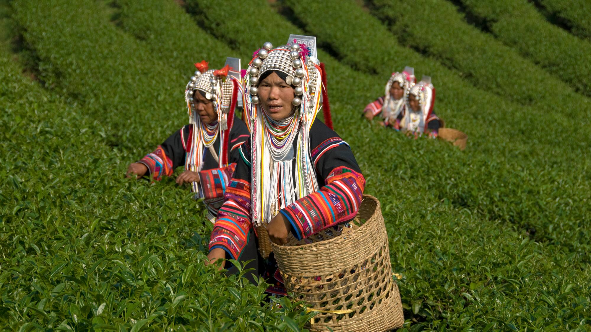 a group of women in a tea plantation
