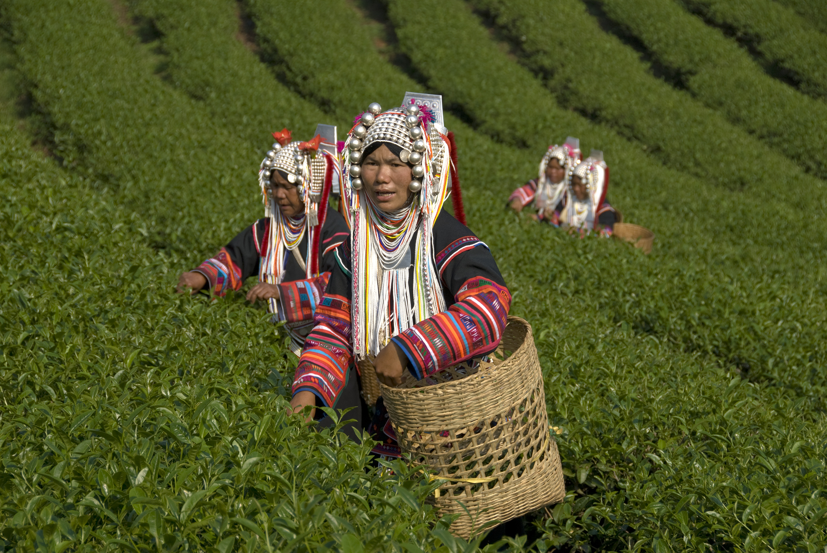 a group of women in a tea plantation
