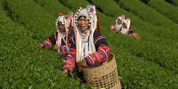 a group of women in a tea plantation