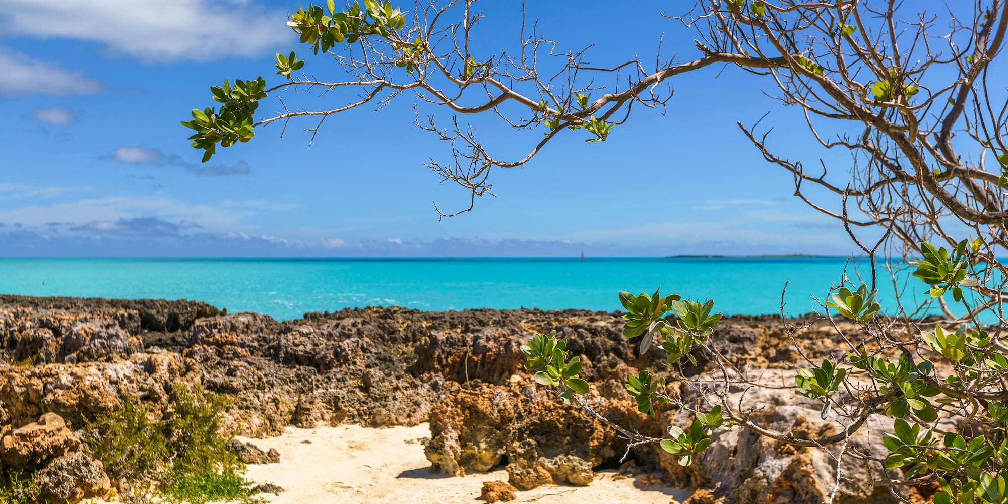 a tree on a beach