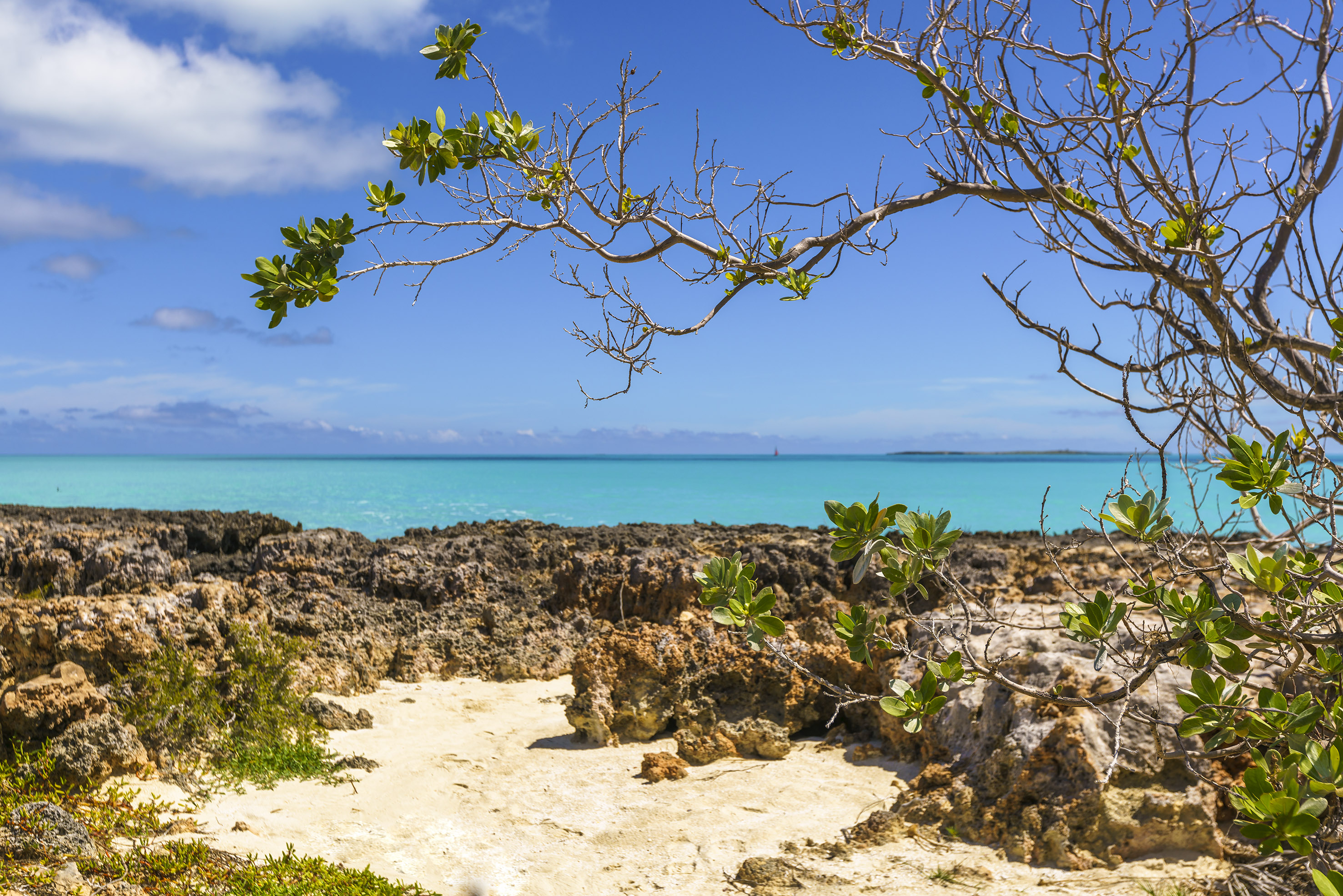 a tree on a beach