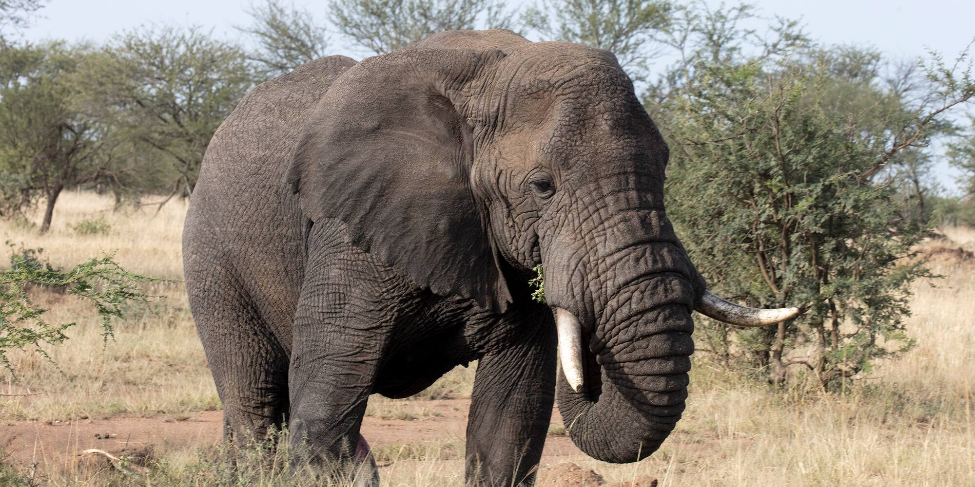 an elephant standing in a field