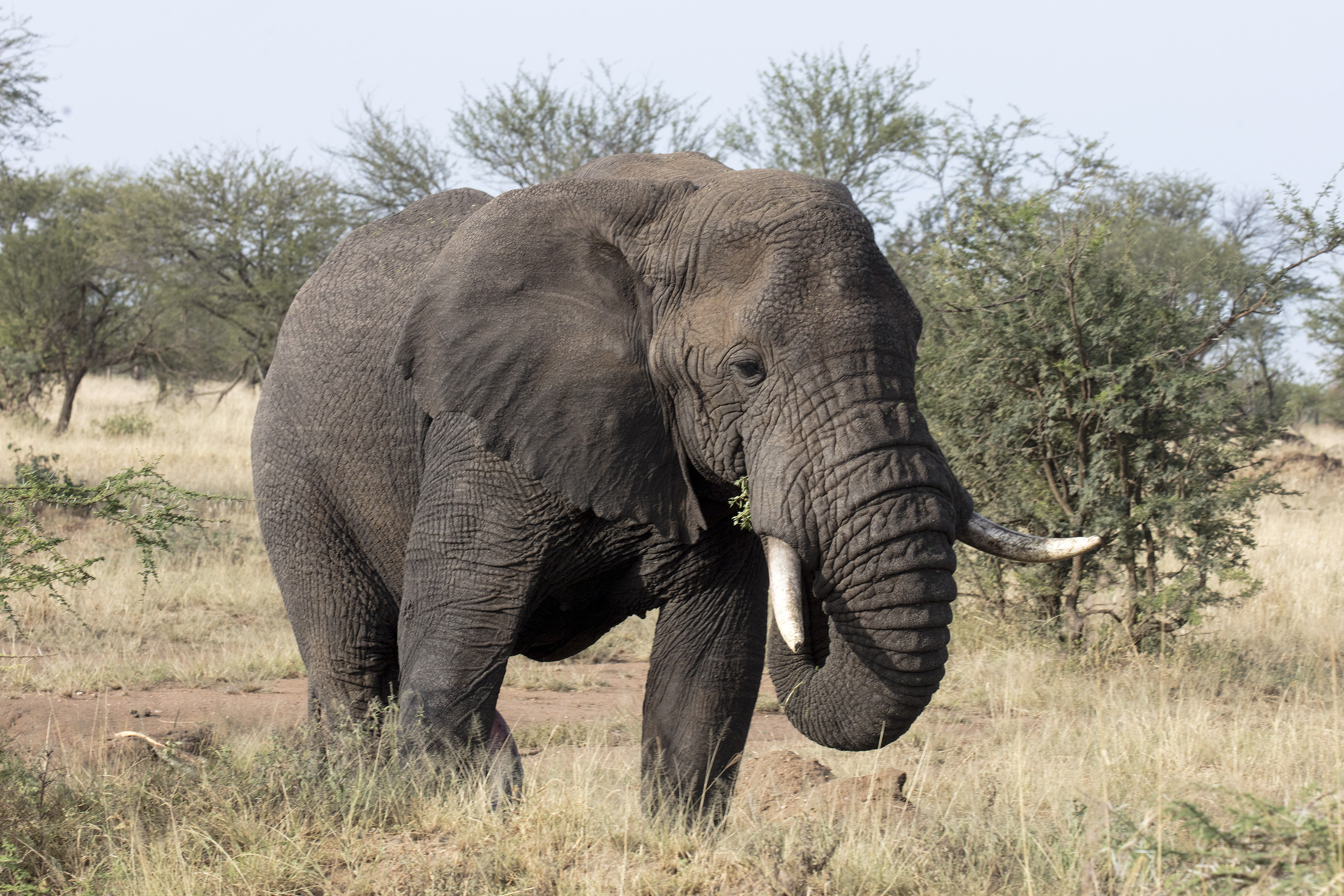 African elephant with tusks in dry savanna grassland